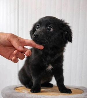 Bezaubernde Joslin sucht Körbchen auf Lebenszeit 