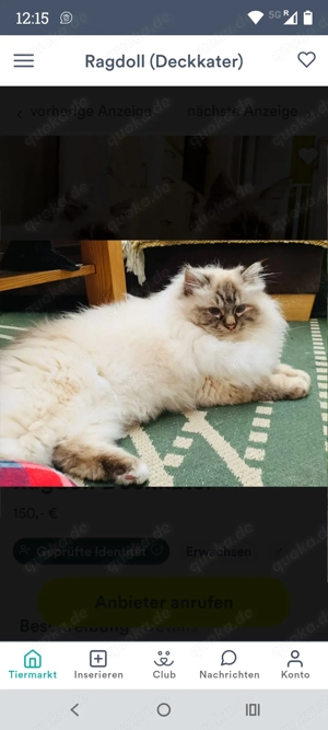 Wurfankündigung neva masquarade kitten