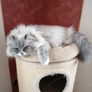 Wurfplanung für Frühjahr 2026