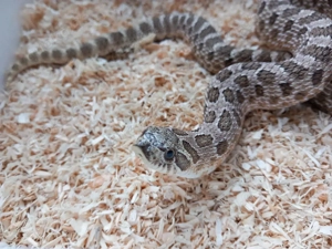 Heterodon nasicus Hakennasennatter