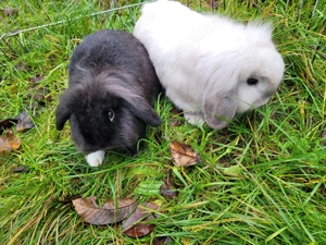 Kaninchen Bock Mittelgroß