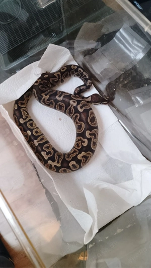 verkaufe meine ghi mojave 