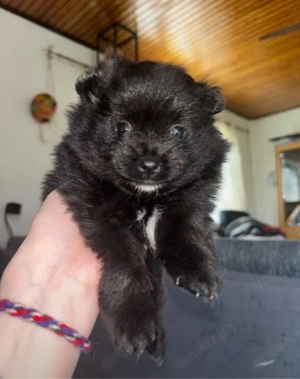 Zwergspitz Welpe (Hündin)