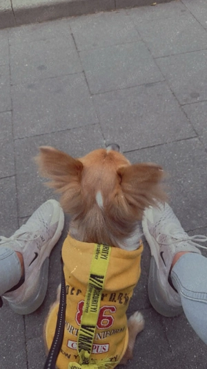 Lieber  Hund sucht zuhause Bild 4