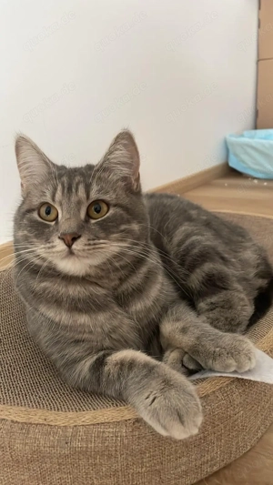 Süße Britisch-Kurzhaar-Dame sucht neues Zuhause!     