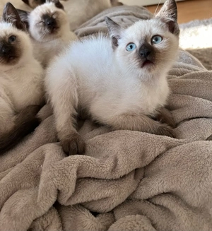 siam kitten männlich weiblich