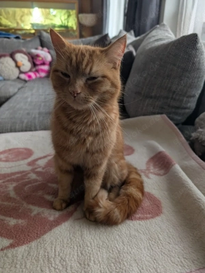 Verschmuster Kater Chewy sucht neue Familie zum kuscheln.zup