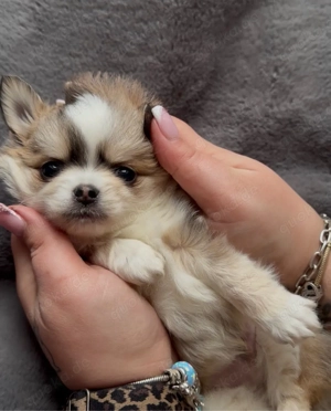 Reinrassige Chihuahua Rüden mit Ahnentafel 