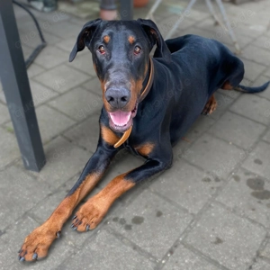 Enzo - liebt es zu kuscheln,ist verspielt 