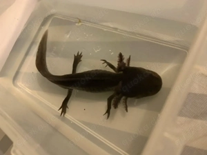 Melanoid Axolotl