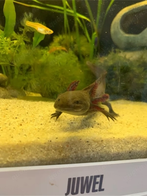 axolotl männchen 