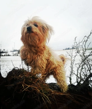 Bildschöner lieber und braver Maltipoo Rüde in Apricot 6J. 5,5kg 32cm hoch Kinderlieb Familienhund 
