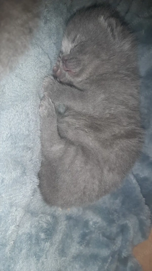 BKH Kitten Reinrassige  