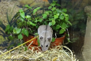 Junge Chinesische Streifenhamster Bild 2