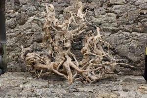 Junge Chinesische Streifenhamster Bild 7