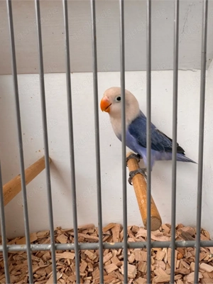 Pfirsichköpfchen Agapornis unzertrennliche