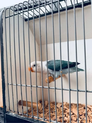 Pfirsichköpfchen  Agapornis unzertrennliche