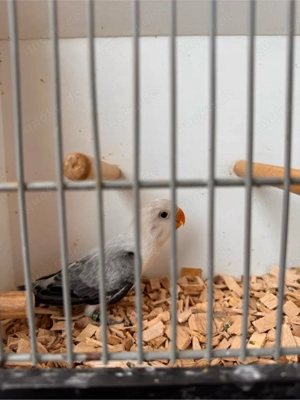 Pfirsichköpfchen Agapornis unzertrennliche