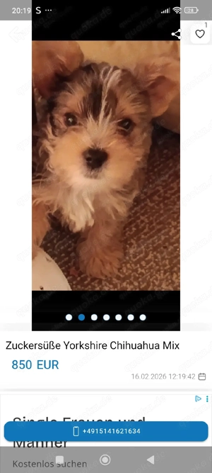 Yorkshire Chihuahua Mix Rüde