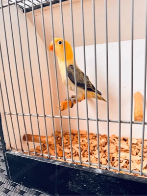 Pfirsichköpfchen Agapornis unzertrennlich