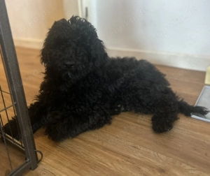 Königspudel Pudel Welpen Großpudel 