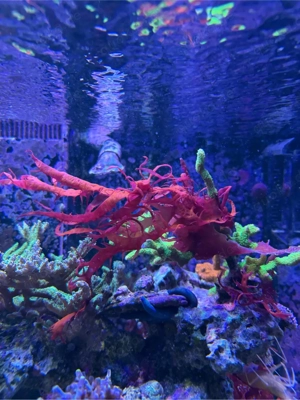 Meerwasser Halymenia Durvillei Dragons Breath XL Ableger