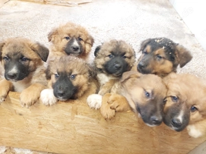 Hunde Mischlingswelpen