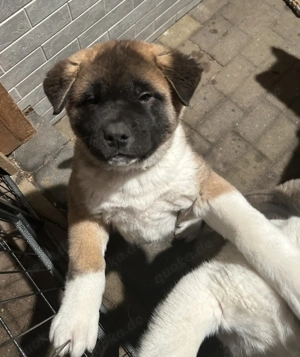 American Akita Welpen 