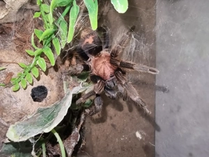 Davus Pentaloris 0.1 mit Terrarium 