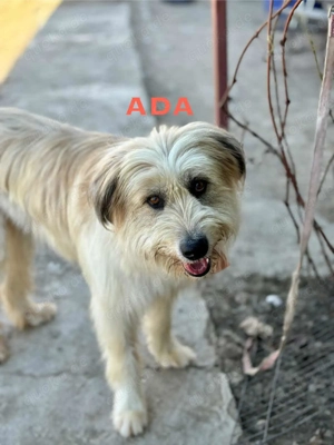 Ada sucht ein tolles Zuhause!