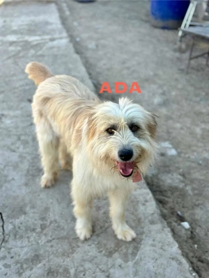 Ada sucht ein tolles Zuhause! Bild 6