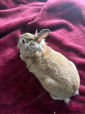 Kaninchen Sucht dringend Ein Neues Zuhase KOSTENLOS  Bild 4