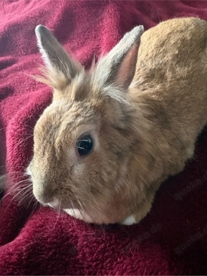 Kaninchen Sucht dringend Ein Neues Zuhase KOSTENLOS  Bild 2