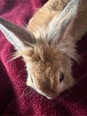 Kaninchen Sucht dringend Ein Neues Zuhase KOSTENLOS  Bild 3