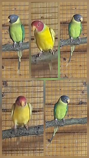 1,1 Pflaumenkopfsittiche