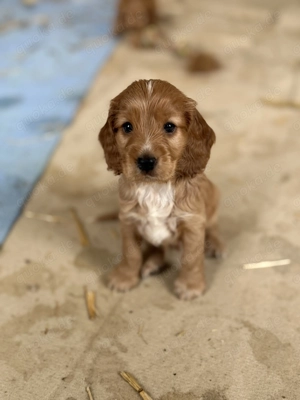 Cocker Spaniel Welpen 
