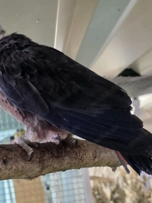 Veilchenpapagei Pärchen