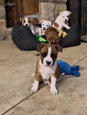 *Finde deinen neuen besten Freund: Blaue Staffy-Welpen zu verkaufen     *