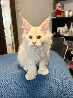    Wunderschöne Kätzchen in liebevolle Hände abzugeben   