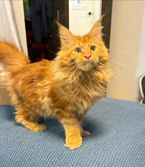    Wunderschöne Kätzchen zu verkaufen   Alle geimpft   