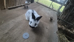 Deutsche riesenschecke 