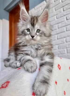    Wunderschöne Kätzchen zu verkaufen   Alle geimpft   