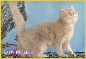Wunderschöne Britisch Kurzhaar Katze Lady Paulina. Mit Stammbaum. Bild 2
