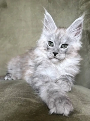 Wunderschöne Kätzchen zu verkaufen   Alle geimpft   