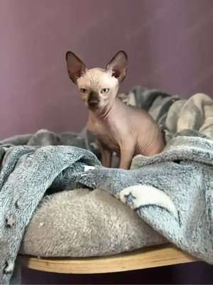 Sphynx-Kater 