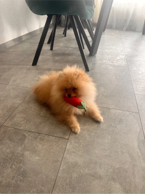 pomernian spitzhund abzugeben Bild 3