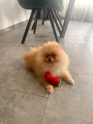 pomernian spitzhund abzugeben Bild 2
