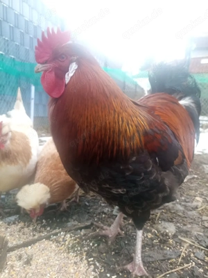 sulmtaler    zu verschenken 