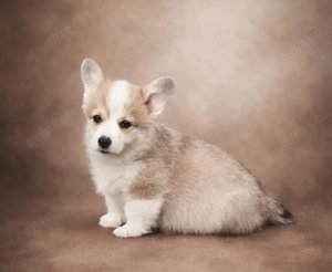 Welsh corgi pembroke