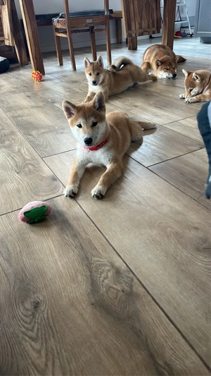 shiba inu FCI